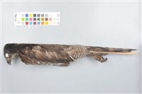 鳳頭蒼鷹藏品圖，第6張